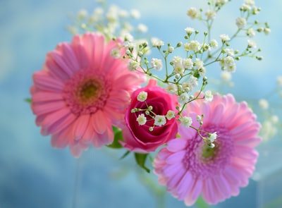 粉色有花瓣的花朵微距摄影
